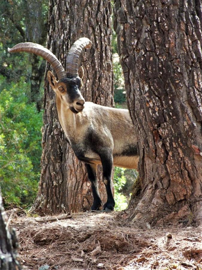 Alojamientos Loma De Mariangela Coto Rios Dış mekan fotoğraf